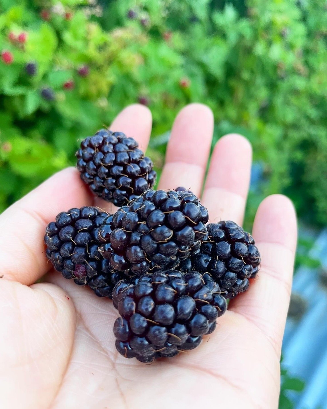 冷凍ブラックベリー（ぽぽ美） 51TQWDSPKML._AC_UF350,