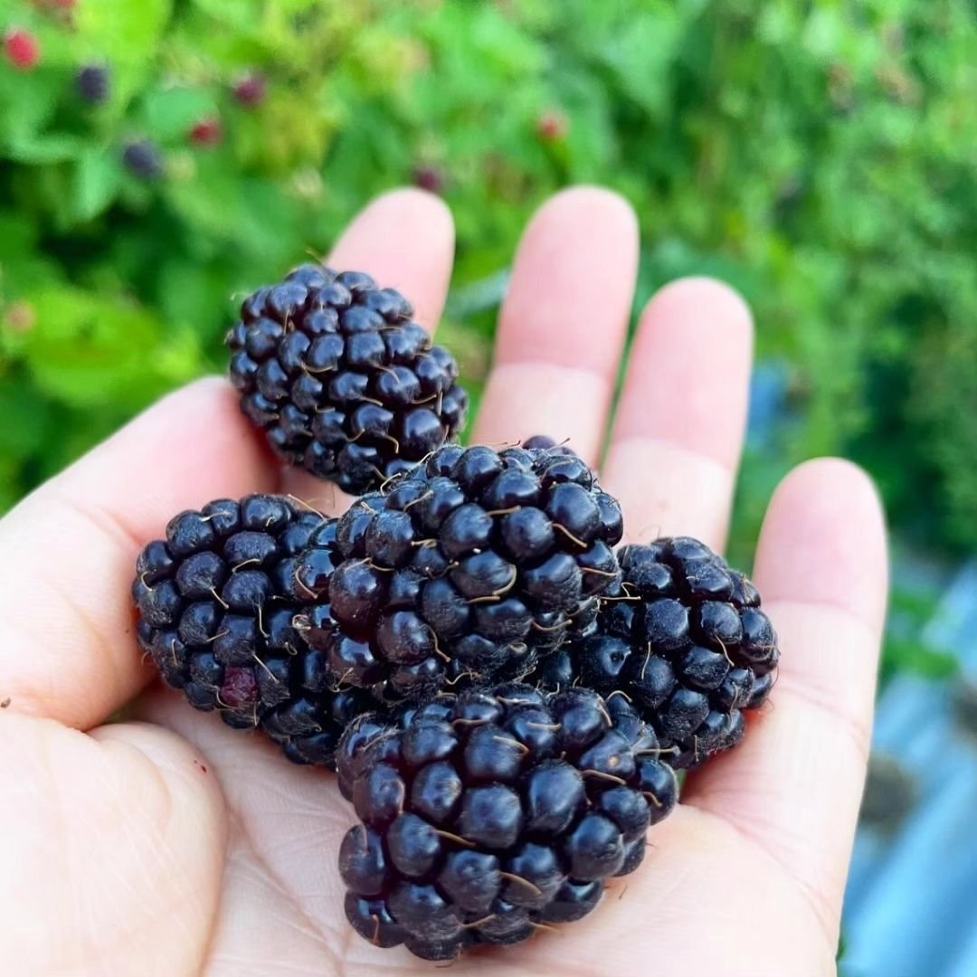 冷凍ブラックベリー（ぽぽ美） 冷凍ブラックベリー（ぽぽ美様専用）