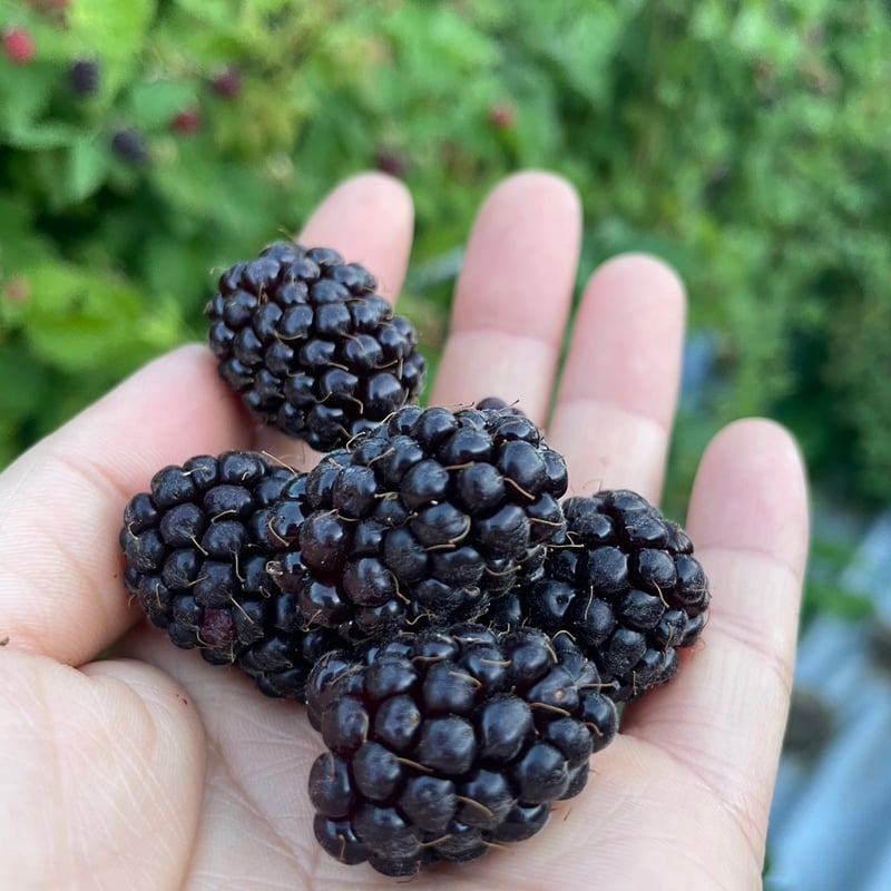 ブラックベリー冷凍500g | ERiNA select