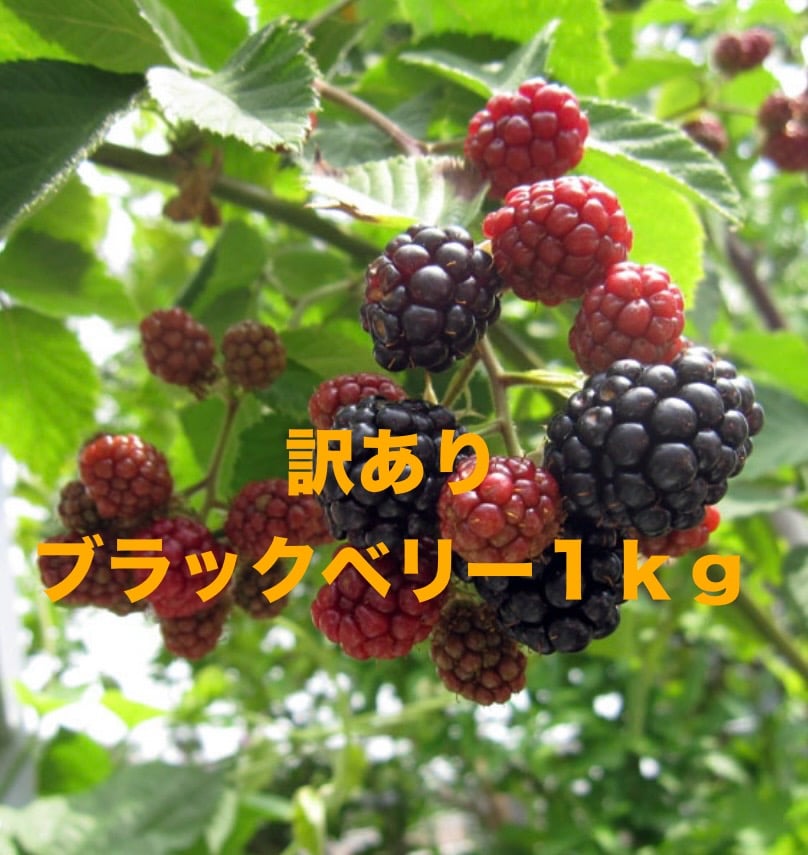 訳アリ】ブラックベリー冷凍1kg | ERiNA select