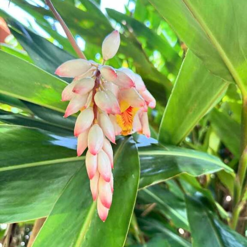 トリートメント momonana いるかのせなか。 🐬FOAM 【アウトバスケア】 洗い流さないヘア