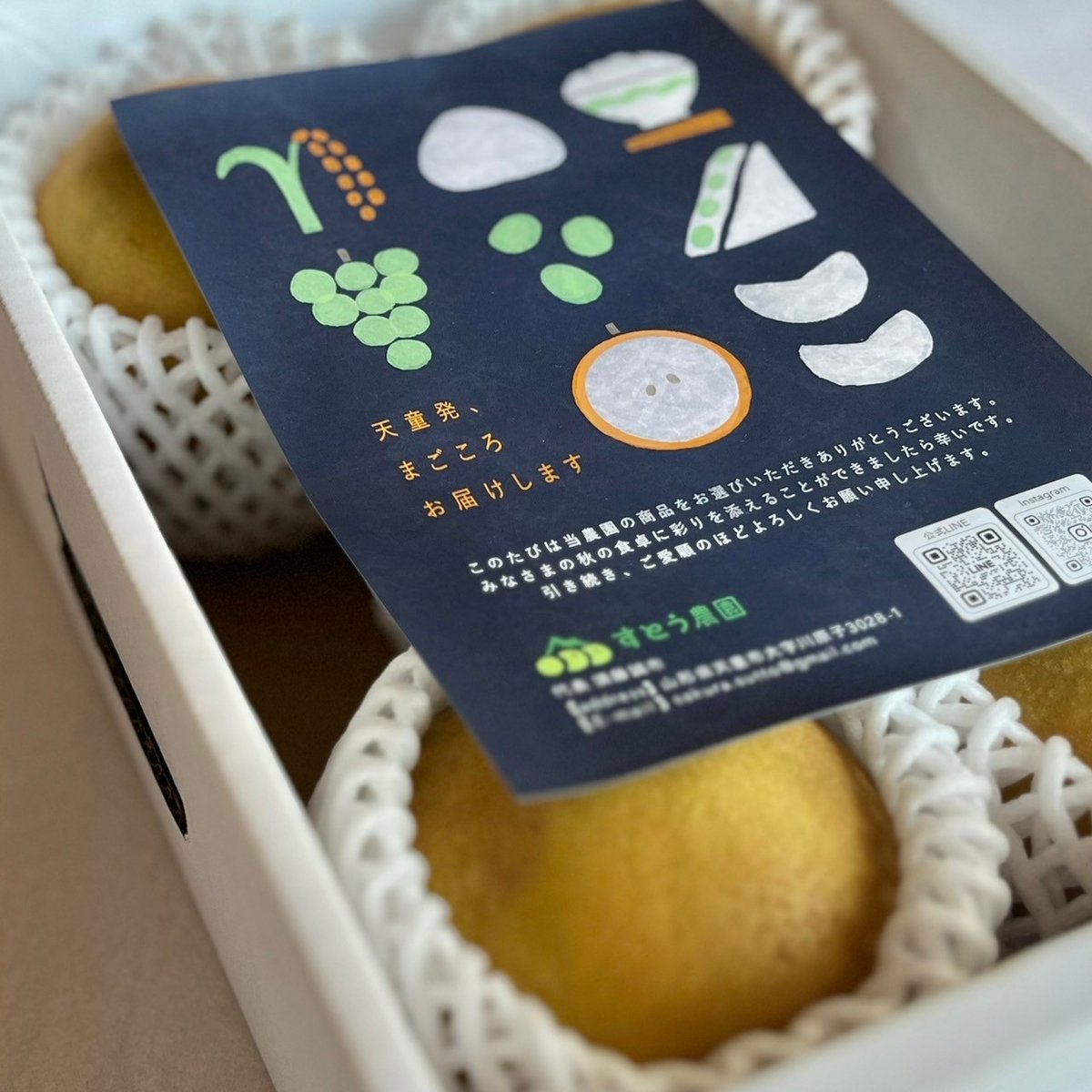 冬に食べる梨【新雪】2.5kg(4～8玉) | すとう農園(天童市川原子)