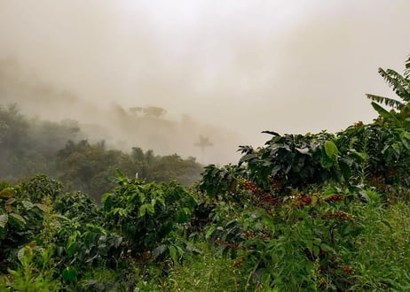 【Brazil🇧🇷】焙煎豆200g 浅煎り