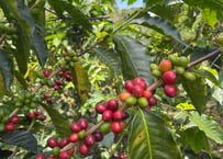 コーヒー生豆200g
