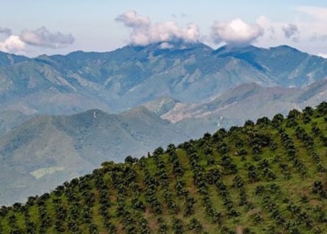 【Colombia】焙煎豆100g 深煎り☆希少種(残りわずか)