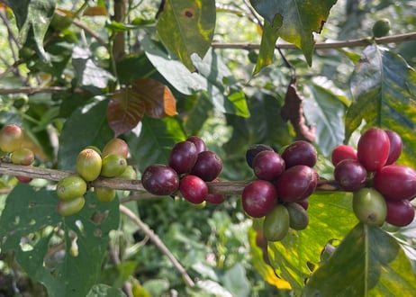 【Colombia】焙煎豆100g 深煎り☆希少種(残りわずか)