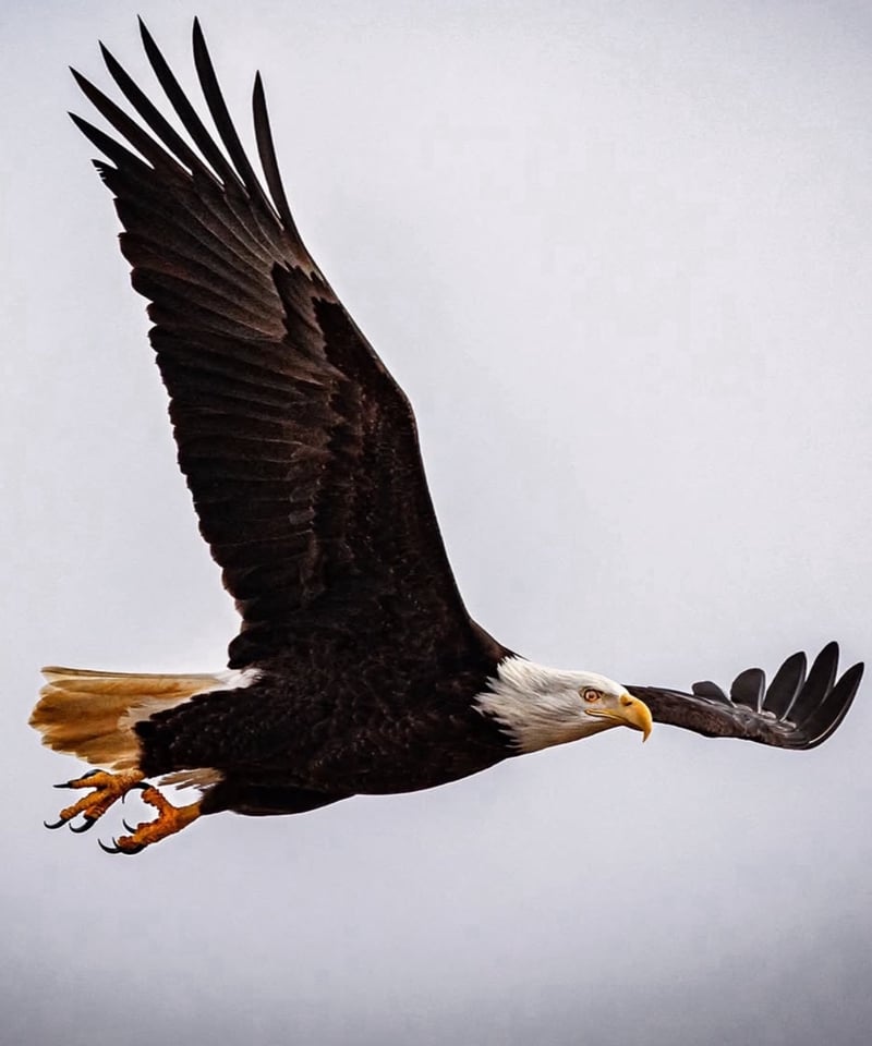 NO.51「白頭鷲の一閃」 | 流木と動物彫刻