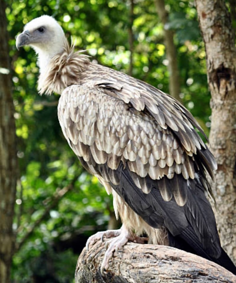 NO.59「死を嗅ぐヒマラヤハゲワシ」 | 流木と動物彫刻