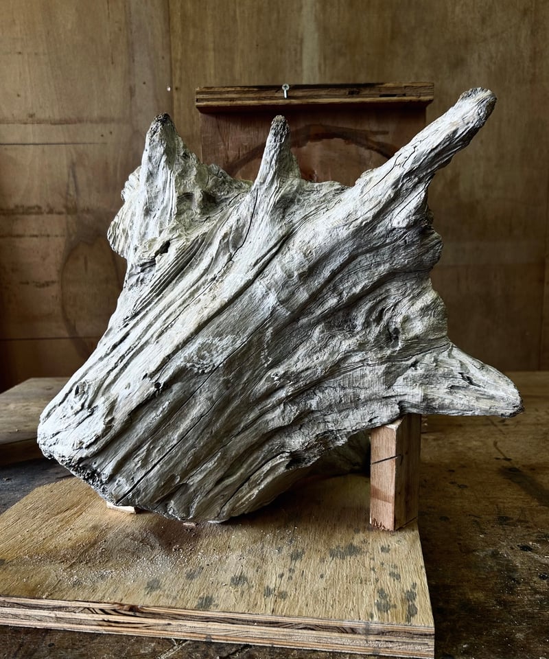 大型 重量感 木彫 ライオン 作者サイン 百獣の王