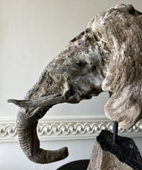NO.62「静眼のアフリカゾウ」