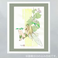 『妖精／野ぶどう』わたべ淳 画