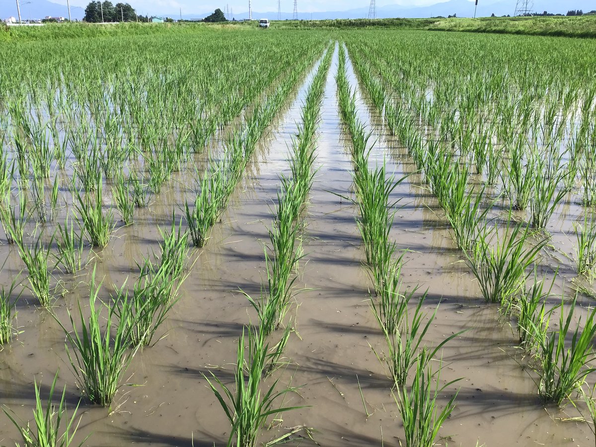 長野県産サンザシ5kg 長野県産、サンザシ5キロ 長野県産、サンザシ5キロ 長野県産サンザシ5kg