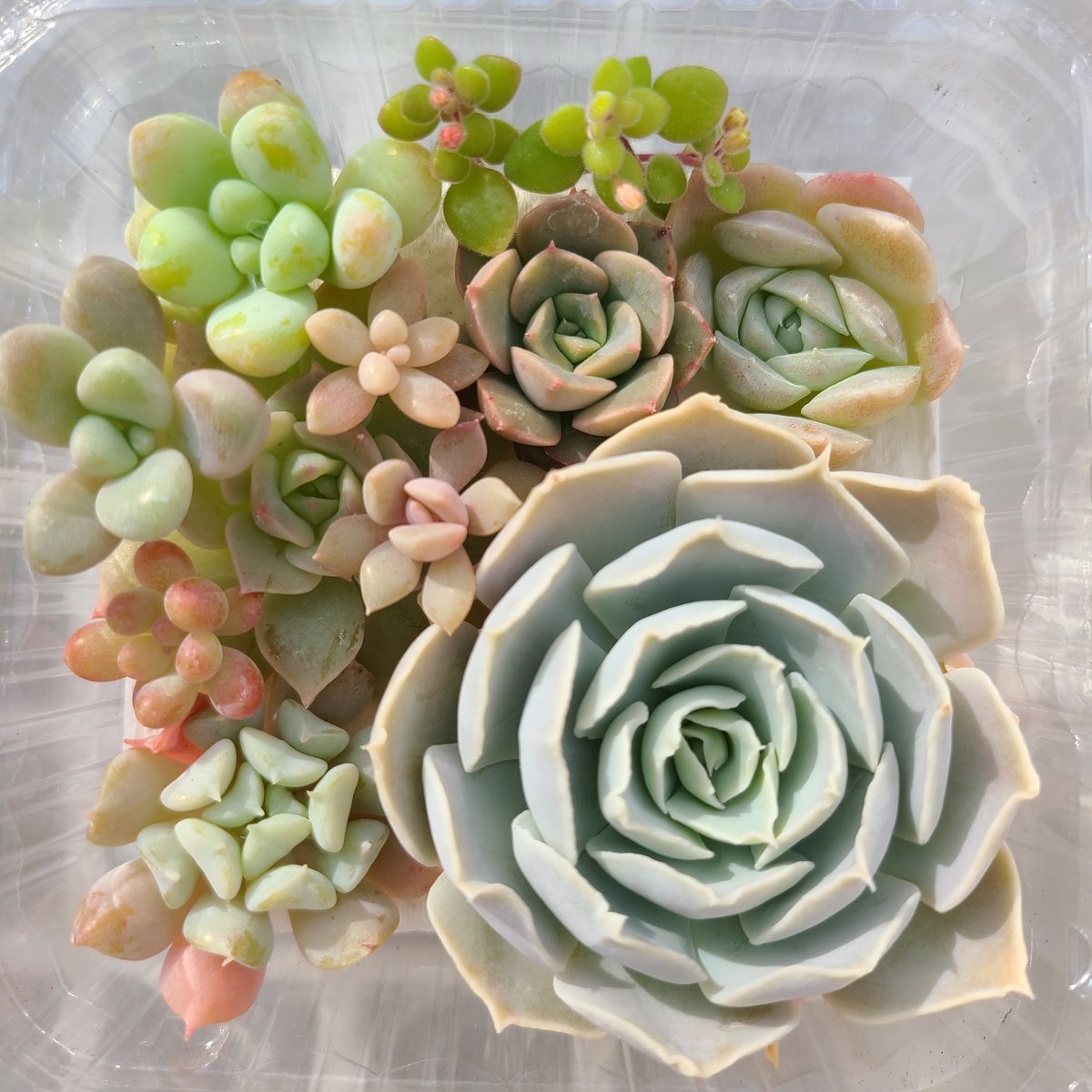 寄せ植えカット苗セット | 多肉style