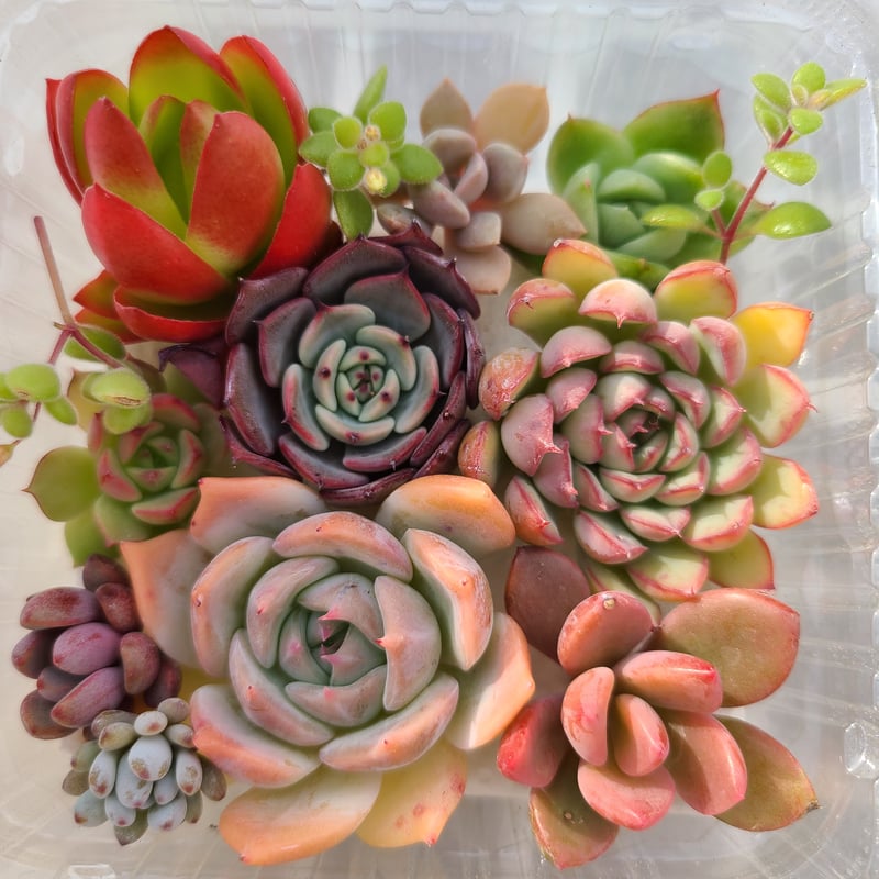 寄せ植えカット苗セット | 多肉style