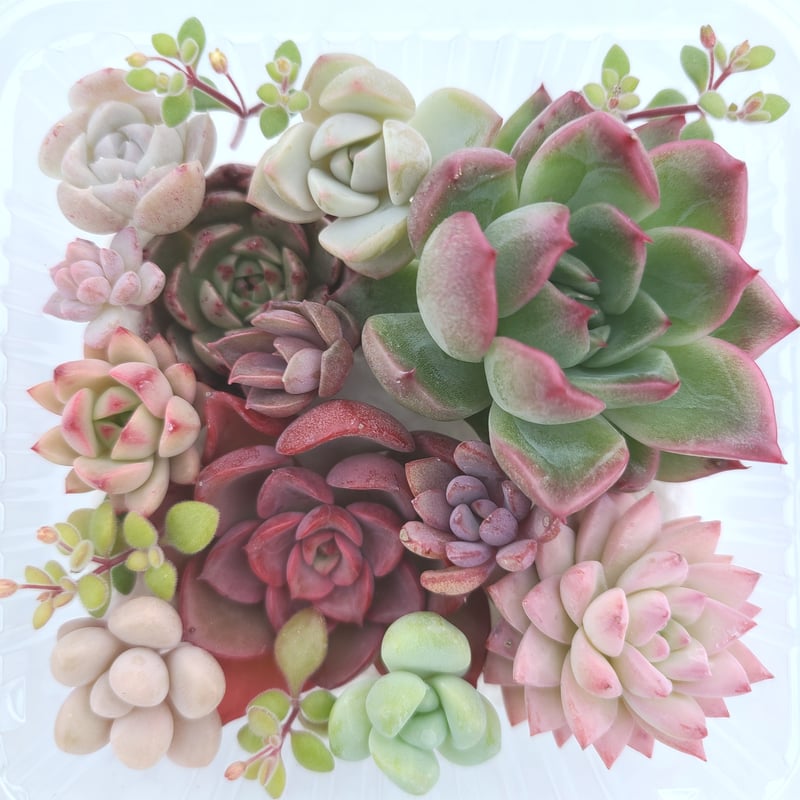 寄せ植えカット苗セット | 多肉style