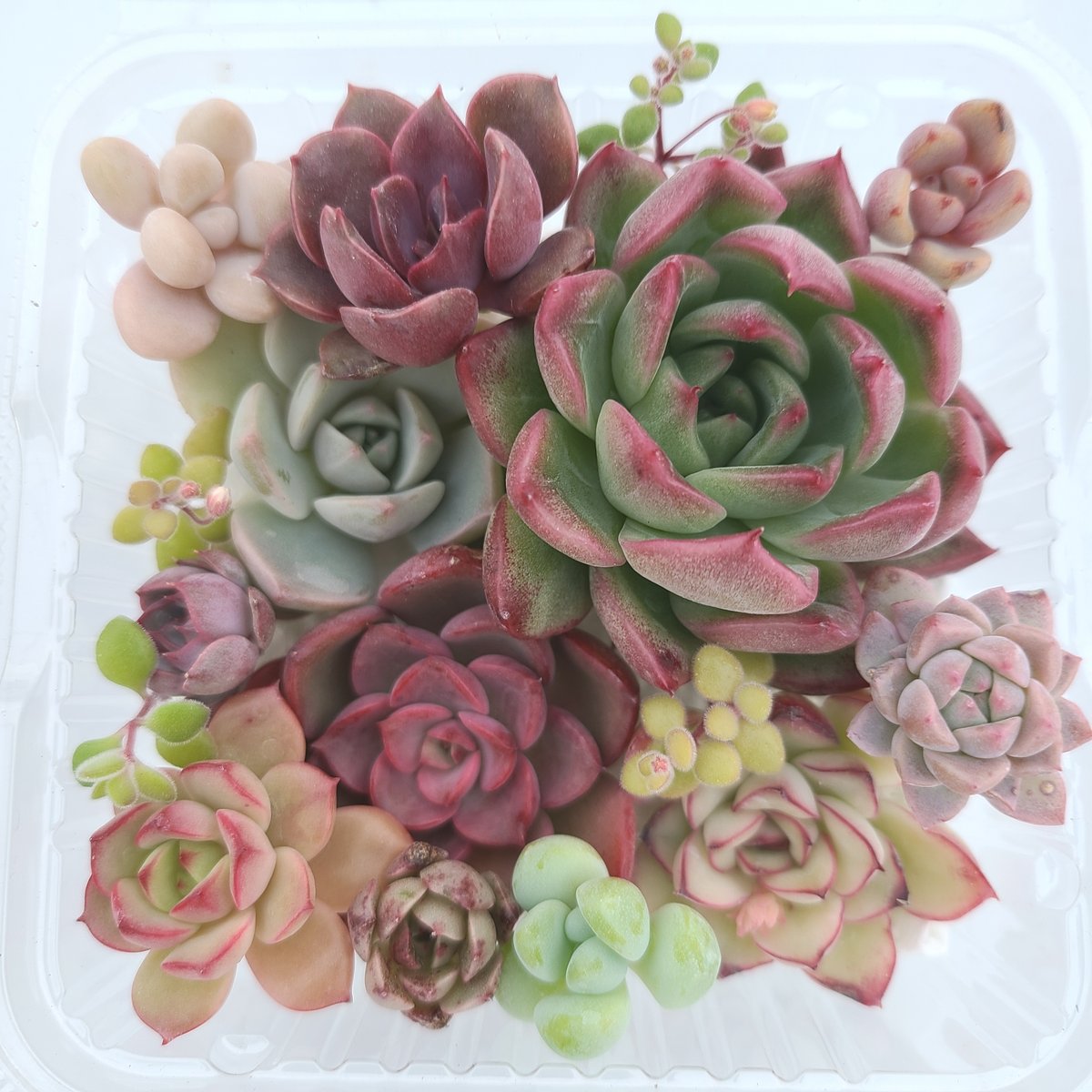 寄せ植えカット苗セット | 多肉style