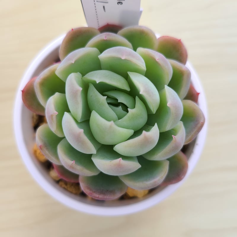 クリームベリー 8-10 頭多肉植物苗 2株 クリームベリー | 多肉style クリームベリー 8-10 頭多肉植物苗 2株 クリームベリー | 多肉style