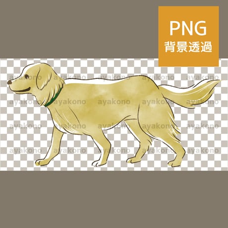 ゴールデンレトリバー | STORES