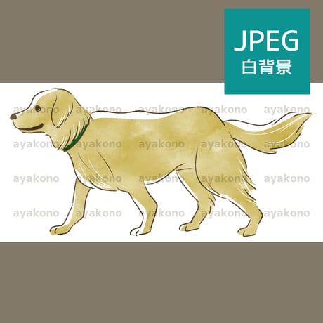 ゴールデンレトリバー | STORES