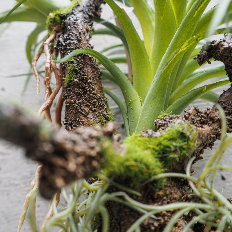 フェイクグリーン 着生 アレンジメント 64cm（麻紐付き）苔 垂れ下がる