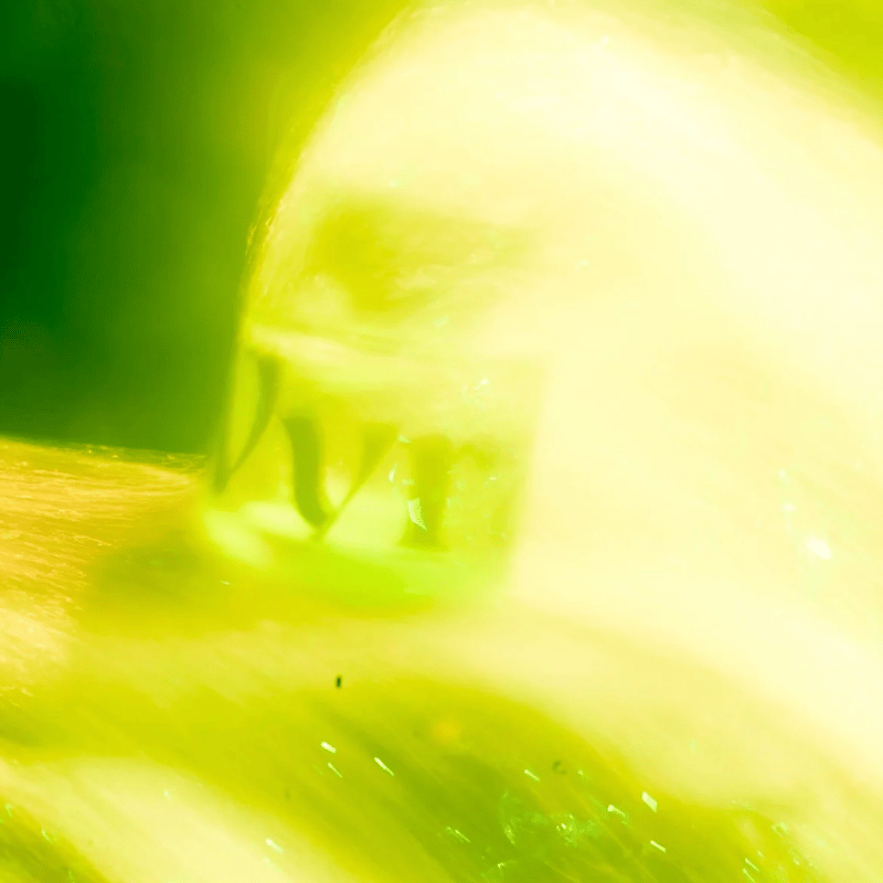 Vyrao I am Verdant バイラオ 香水 三重県 | FILM STORE