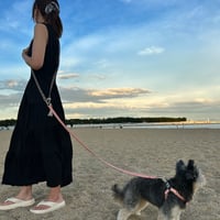 【リード】スノーロワイヤル