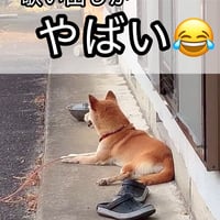 柴犬コロ 歌い出しがやばい犬♪ ショートバージョン
