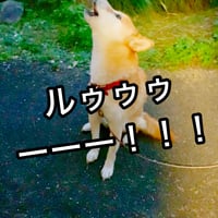 柴犬コロ 夕焼け小焼けで日がくれ…テェェェーーー！！！ 山のお寺の鐘が鳴…ルゥゥゥーーー！！！ 28秒