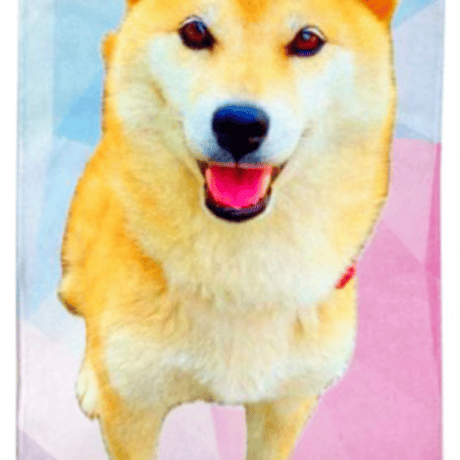 ◎まろた◎　柴犬　ハンドメイド　犬 41acNNj5p9L.jpg_BO30,255,255,