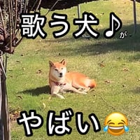 柴犬コロ 歌う犬♪がやばい 13秒