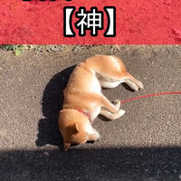 柴犬コロ 歌う犬♪ 寝言レベル神 フルバージョン