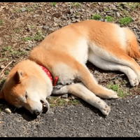 柴犬コロ 爆睡中でも歌う犬♪ 大サビ♪ 6秒ショート版