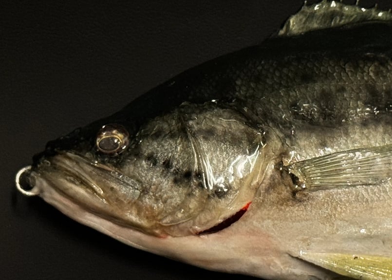 Swimming Dead “Large Mouse Bass” 魚皮ジャイアントベイト |