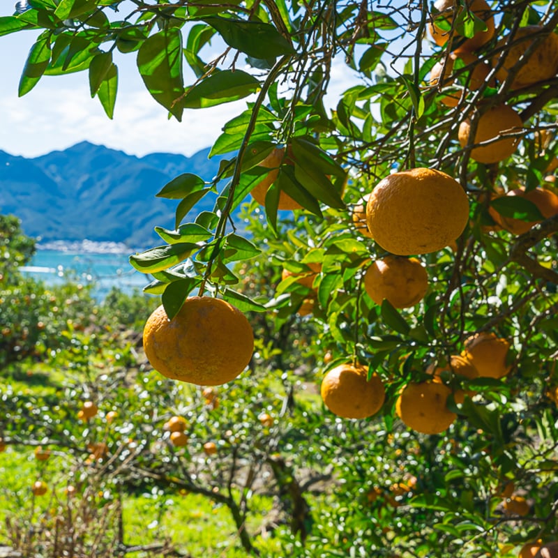 大箱】甘夏屋 甘夏果実【送料無料】 | 甘夏屋 平山農園 通販サイト