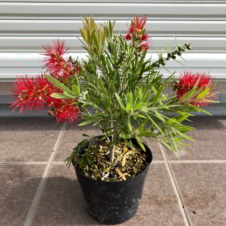 オージープランツ | STORES