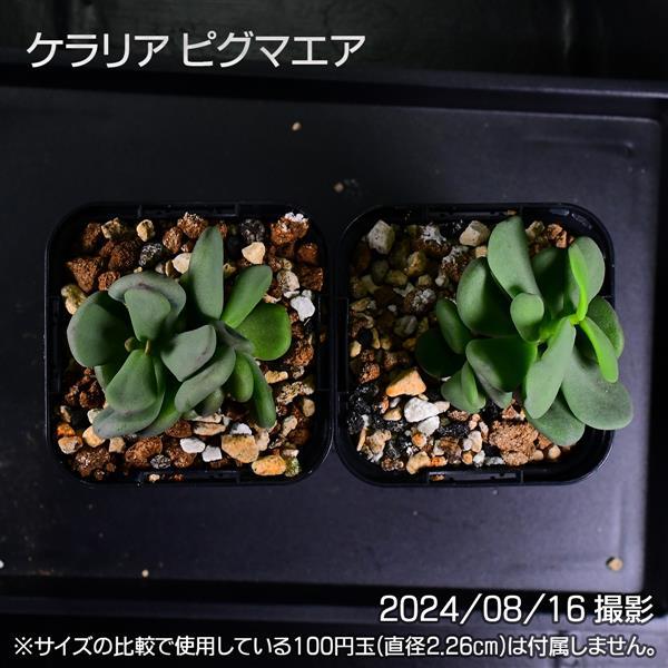 3E8 実生 2株セット ケラリア ピグマエア コーデックス 塊根植物 | 日  
