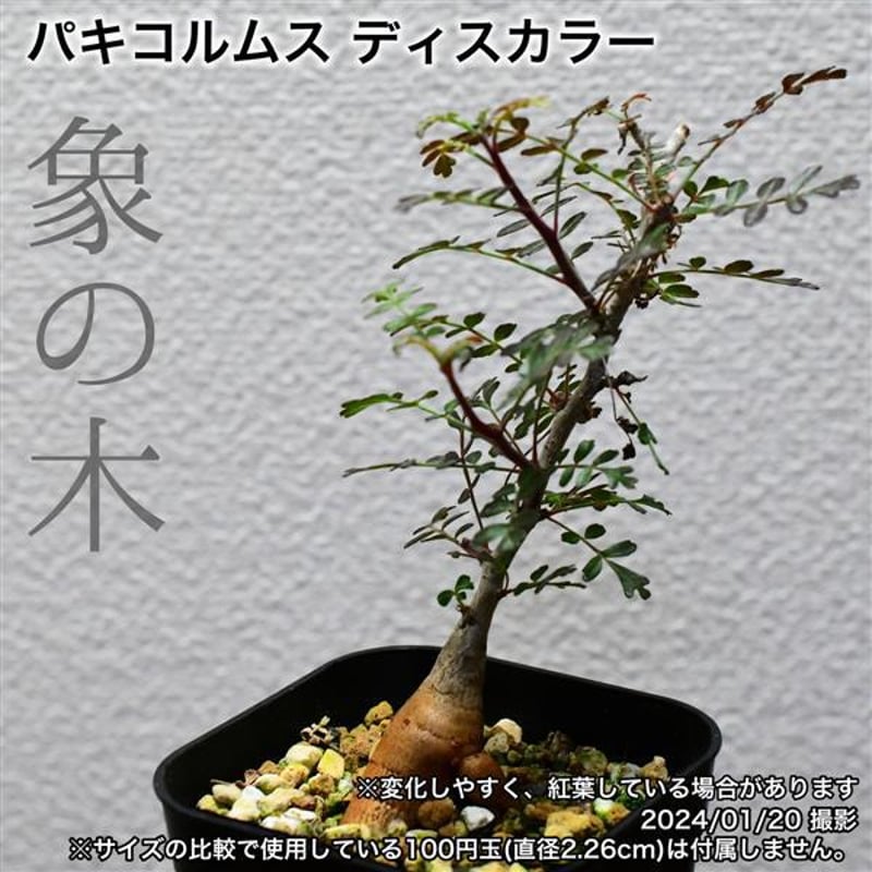 2M5 実生 象の木 パキコルムス ディスカラー コーデックス 塊根植物