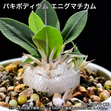 30A 実生 パキポディウム エニグマチカム コーデックス 塊根植物