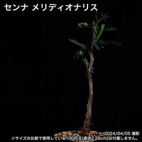 2ZB 実生 センナ メリディオナリス コーデックス 塊根植物