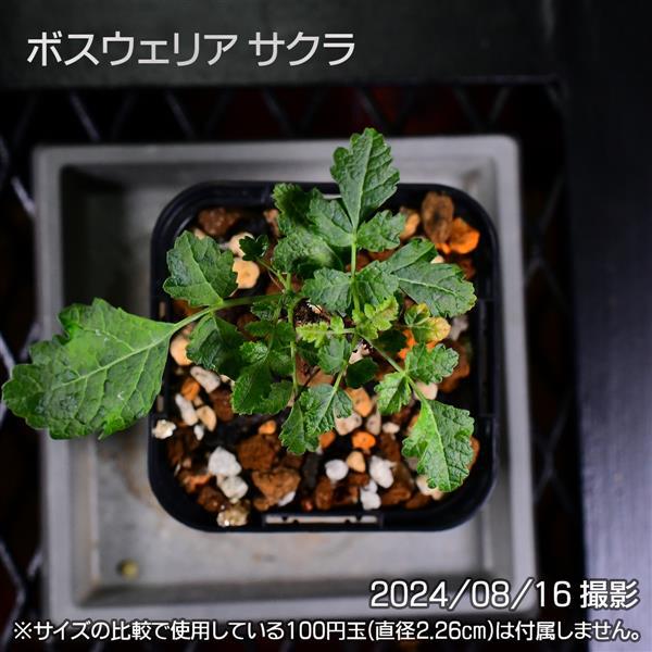 3E9 実生 ボスウェリア サクラ コーデックス 塊根植物 | 日日塊根 3E9 実生 ボスウェリア サクラ コーデックス 塊根植物 | 日日塊根