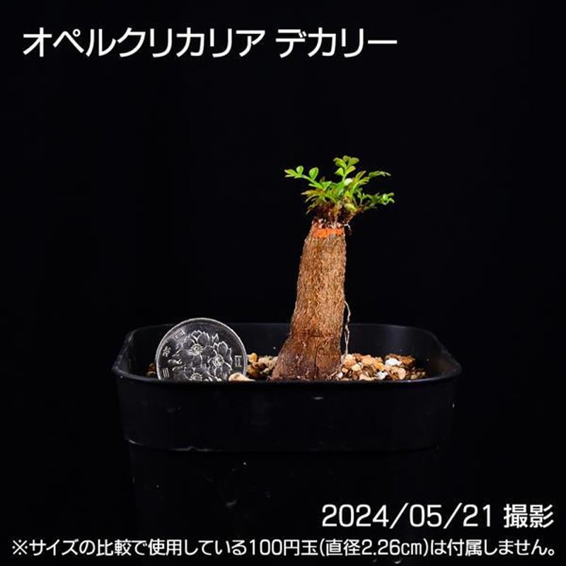 【あた】オペルクリカリアヒファエノイデス2本セット【匿名配送】 オペルクリカリア ヒファエノイデス | GREEN LUCK