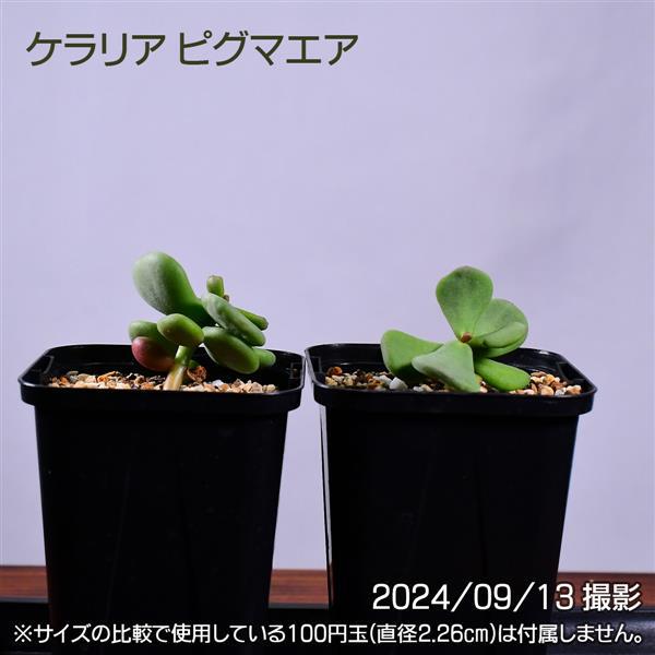 最終値下げケラリアピグマエア現地株鶴仙園鉢付きコーデックス塊根植物
