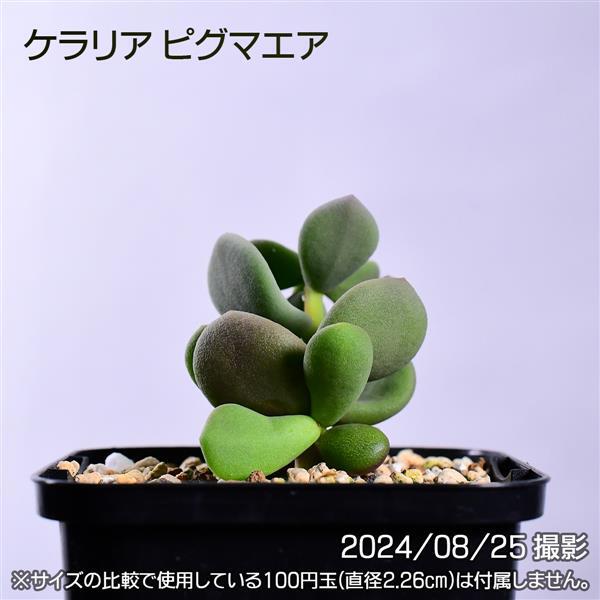 3FB 実生 ケラリア ピグマエア コーデックス 塊根植物 | 日日塊根 