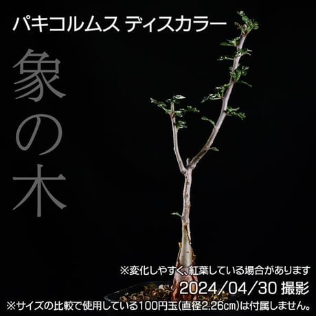 352 実生 象の木 パキコルムス ディスカラー コーデックス 塊根植物