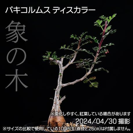 354 実生 象の木 パキコルムス ディスカラー コーデックス 塊根植物