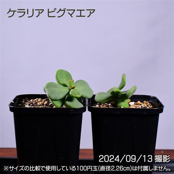 3GB 実生 2株セット ケラリア ピグマエア コーデックス 塊根植物