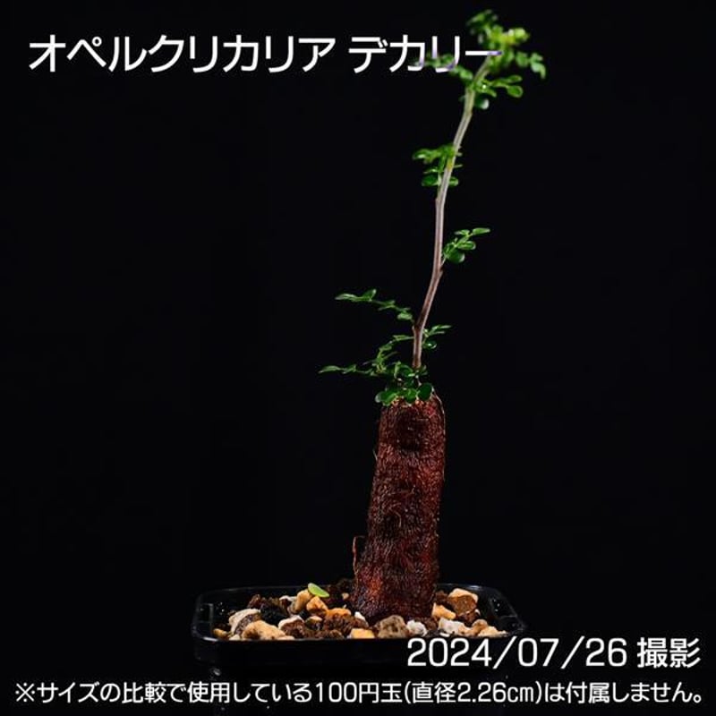 3D3 根挿し パワータンク オペルクリカリア デカリー コーデックス 塊根植物 | 日日塊根