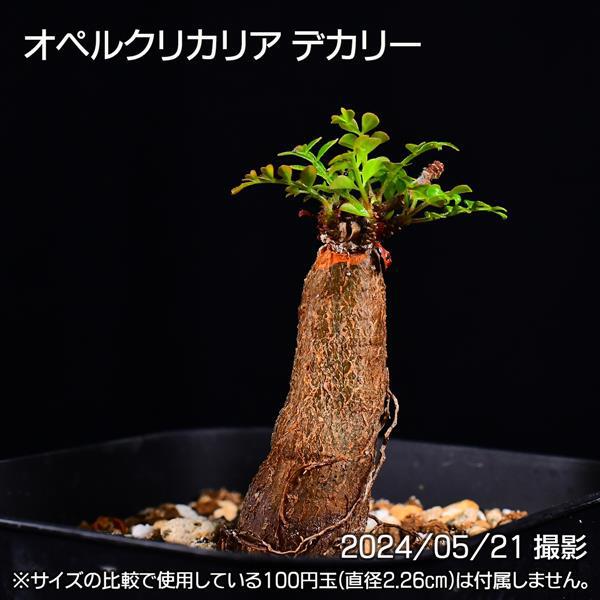 写真追加。極上枝振り、オペルクリカリアデカリー パワータンク