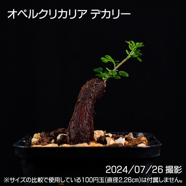 3D1 根挿し パワータンク オペルクリカリア デカリー コーデックス 塊根植物 | 日日塊根