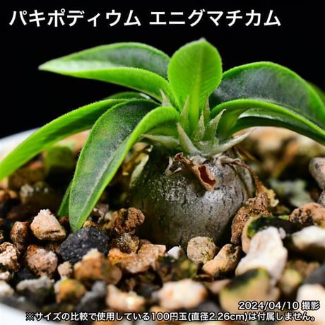 309 実生 パキポディウム エニグマチカム コーデックス 塊根植物